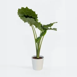 Olifantsoor - Alocasia 'Portodora' - Hoogte 110-120cm - ⌀32cm