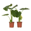 Olifantsoor - Set van 2 - Alocasia 'Macrorrhizos' - Hoogte 60-70cm - ⌀17cm