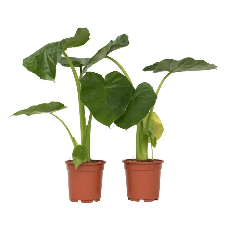 Olifantsoor - Set van 2 - Alocasia 'Macrorrhizos' - Hoogte 60-70cm - ⌀17cm