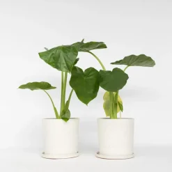 Olifantsoor - Set van 2 - Alocasia 'Macrorrhizos' - Hoogte 60-70cm - ⌀17cm