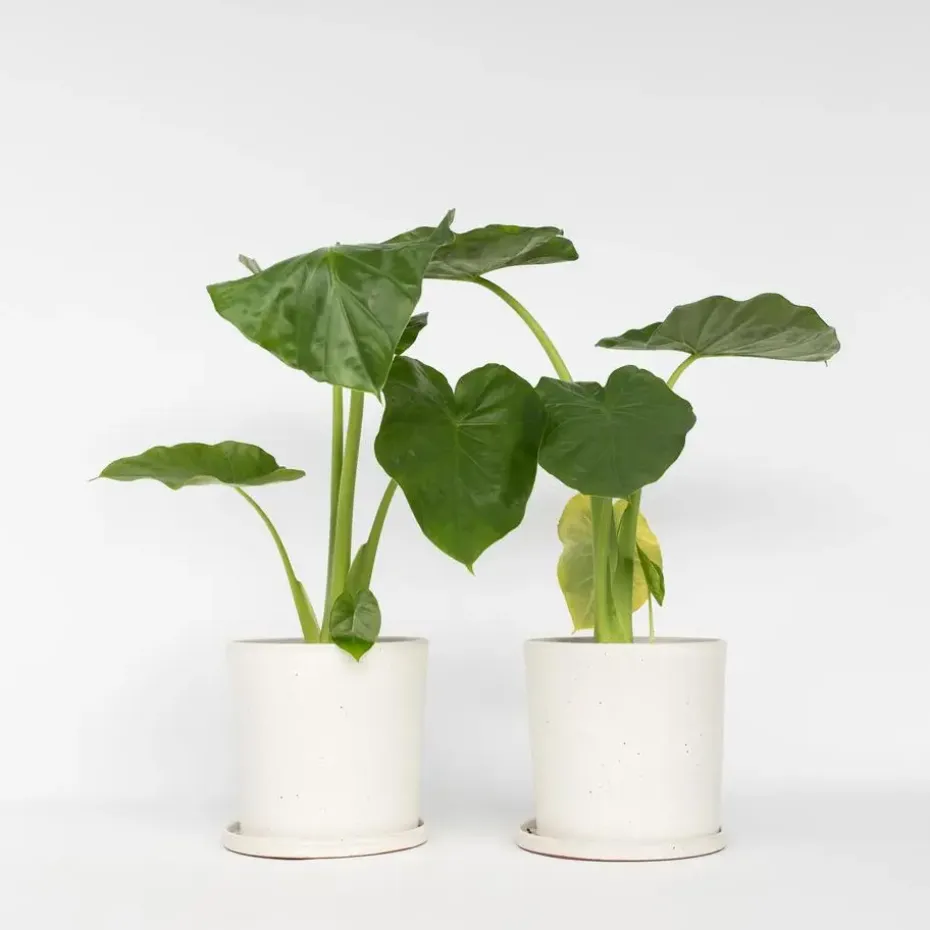 Olifantsoor - Set van 2 - Alocasia 'Macrorrhizos' - Hoogte 60-70cm - ⌀17cm