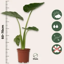 Olifantsoor - Set van 2 - Alocasia 'Macrorrhizos' - Hoogte 60-70cm - ⌀17cm
