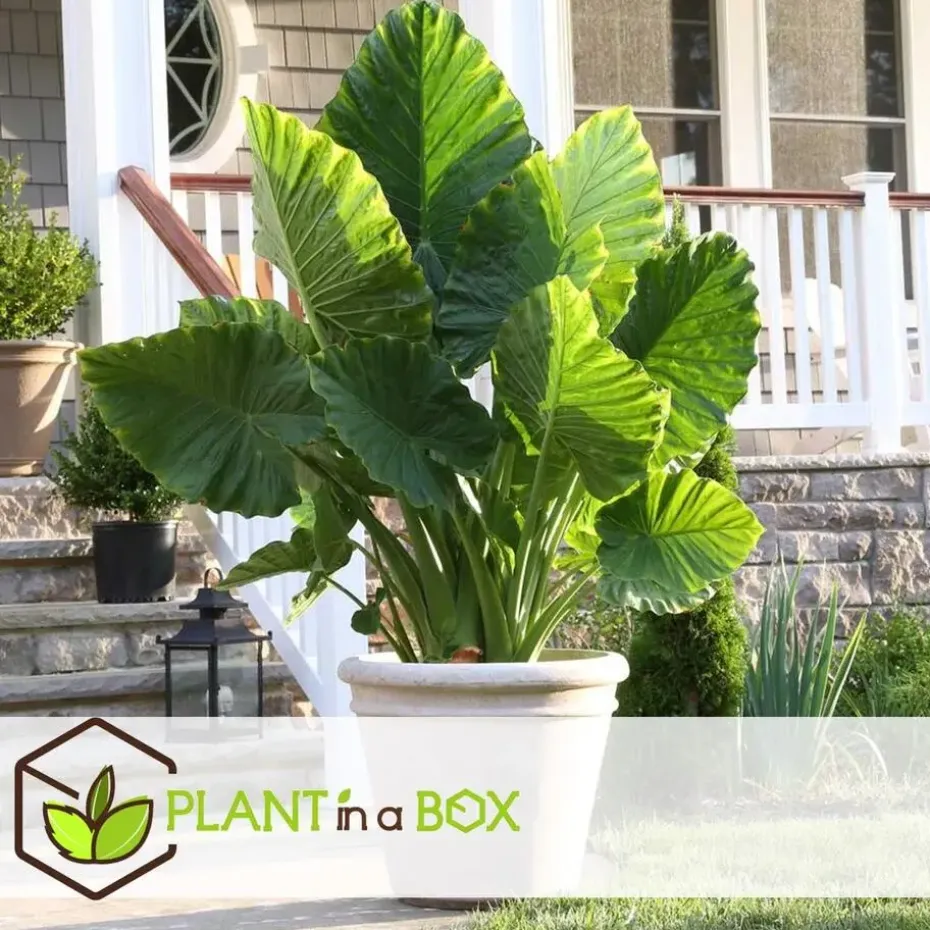 Olifantsoor - Set van 2 - Alocasia 'Macrorrhizos' - Hoogte 60-70cm - ⌀17cm