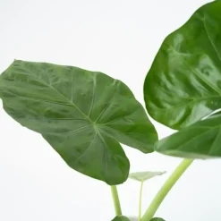 Olifantsoor - Set van 2 - Alocasia 'Macrorrhizos' - Hoogte 60-70cm - ⌀17cm