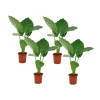 Olifantsoor - Set van 4 - Alocasia 'Macrorrhizos' - Hoogte 60-70cm - ⌀17cm