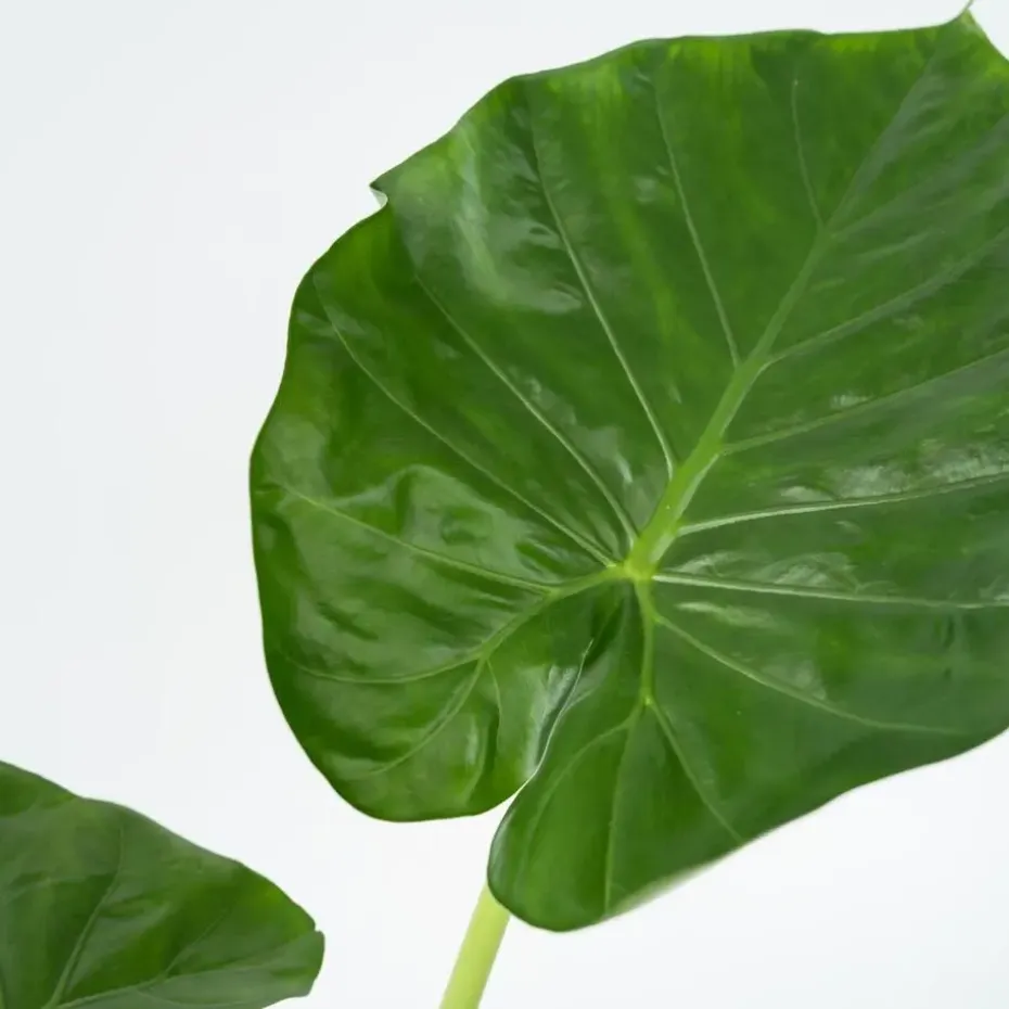 Olifantsoor - Set van 4 - Alocasia 'Macrorrhizos' - Hoogte 60-70cm - ⌀17cm