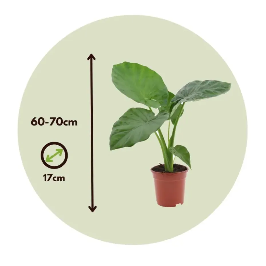 Olifantsoor - Set van 4 - Alocasia 'Macrorrhizos' - Hoogte 60-70cm - ⌀17cm