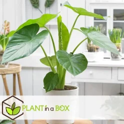 Olifantsoor - Set van 4 - Alocasia 'Macrorrhizos' - Hoogte 60-70cm - ⌀17cm
