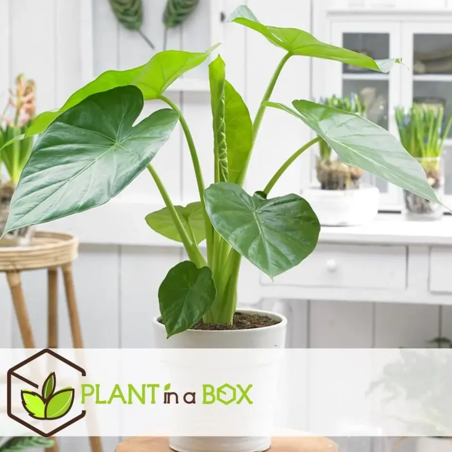 Olifantsoor - Set van 4 - Alocasia 'Macrorrhizos' - Hoogte 60-70cm - ⌀17cm