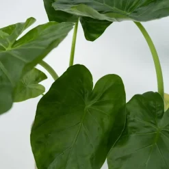 Olifantsoor - Set van 4 - Alocasia 'Macrorrhizos' - Hoogte 60-70cm - ⌀17cm