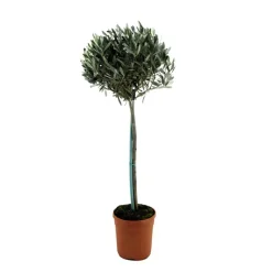 Olijfboom - Olea europaea - Hoogte 155-170cm - ⌀19cm