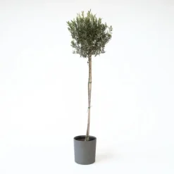 Olijfboom - Olea europaea - Hoogte 155-170cm - ⌀19cm