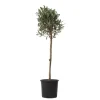 Olijfboom - Olea europaea - Hoogte 90-100cm - ⌀21cm