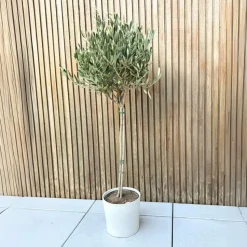 Olijfboom - Olea europaea - Hoogte 90-100cm - ⌀21cm
