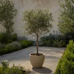 Olijfboom - Olea europaea - Hoogte 90-100cm - ⌀21cm
