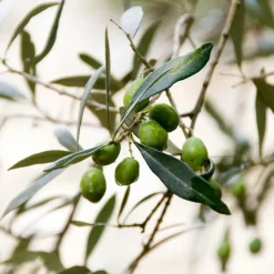 Olijfboom - Olea europaea - Hoogte 90-100cm - ⌀21cm