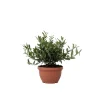 Olijfboom - Olea europaea - Hoogte 30-40cm - ⌀21cm
