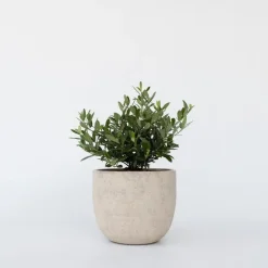 Olijfboom - Olea europaea - Hoogte 30-40cm - ⌀21cm