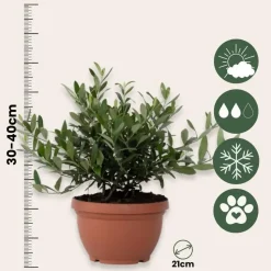Olijfboom - Olea europaea - Hoogte 30-40cm - ⌀21cm