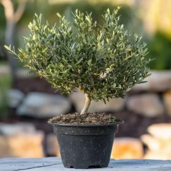 Olijfboom - Olea europaea - Hoogte 30-40cm - ⌀21cm