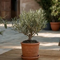 Olijfboom - Olea europaea - Hoogte 30-40cm - ⌀21cm