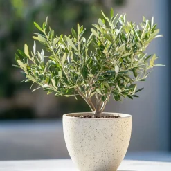Olijfboom - Olea europaea - Hoogte 30-40cm - ⌀21cm