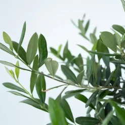 Olijfboom - Olea europaea - Hoogte 30-40cm - ⌀21cm