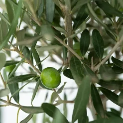 Olijfboom - Olea europaea - Hoogte 30-40cm - ⌀21cm