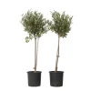 Olijfboom - Set van 2 - Olea europaea - Hoogte 80-90cm - ⌀19cm