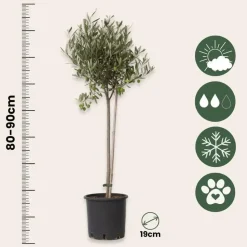 Olijfboom - Set van 2 - Olea europaea - Hoogte 80-90cm - ⌀19cm