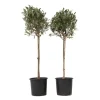 Olijfboom - Set van 2 - Olea europaea - Hoogte 90-100cm - ⌀21cm