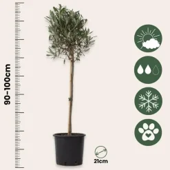 Olijfboom - Set van 2 - Olea europaea - Hoogte 90-100cm - ⌀21cm