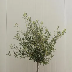 Olijfboom - Set van 2 - Olea europaea - Hoogte 90-100cm - ⌀21cm