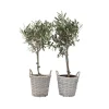 Olijfboom - Set van 2 - Olea europaea - Hoogte 50-60cm - ⌀14cm