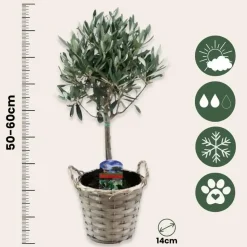 Olijfboom - Set van 2 - Olea europaea - Hoogte 50-60cm - ⌀14cm