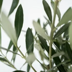 Olijfboom - Set van 2 - Olea europaea - Hoogte 25-40cm - ⌀9cm