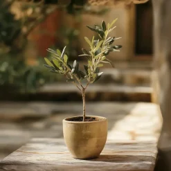 Olijfboom - Set van 2 - Olea europaea - Hoogte 25-40cm - ⌀9cm