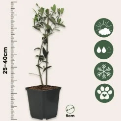 Olijfboom - Set van 2 - Olea europaea - Hoogte 25-40cm - ⌀9cm