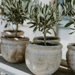 Olijfboom - Set van 2 - Olea europaea - Hoogte 25-40cm - ⌀9cm