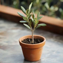 Olijfboom - Set van 2 - Olea europaea - Hoogte 25-40cm - ⌀9cm