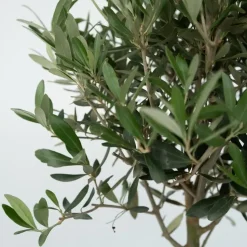 Olijfboom - Set van 2 - Olea europaea - Hoogte 25-40cm - ⌀9cm