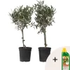 Olijfboom - Set van 2 - Olea europaea - Hoogte 50-60cm - ⌀14cm