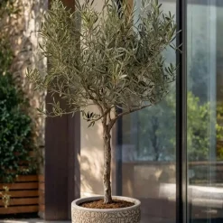 Olijfboom - Set van 2 - Olea europaea - Hoogte 50-60cm - ⌀14cm