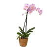 Orchidee - Phalaenopsis - Hoogte 50-60cm - ⌀12cm
