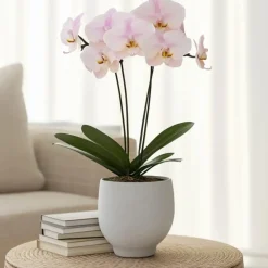Orchidee - Phalaenopsis - Hoogte 50-60cm - ⌀12cm