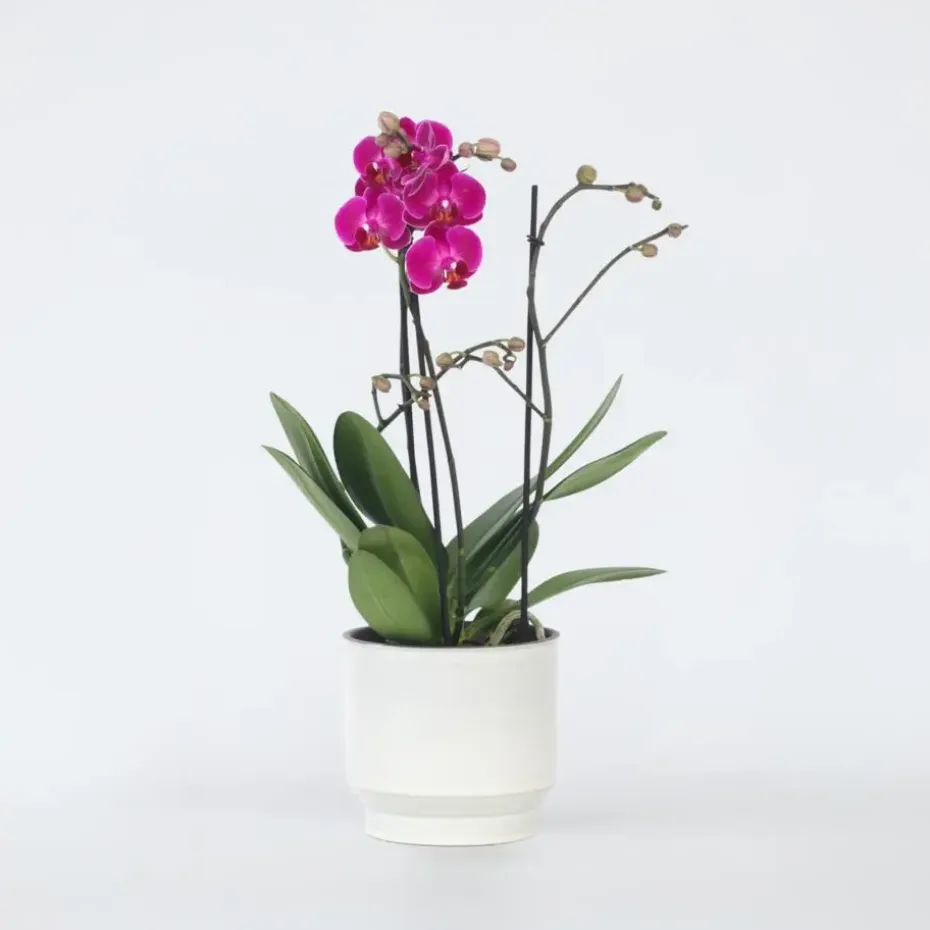 Orchidee paars - Phalaenopsis Multiflora - Hoogte 35-45cm - ⌀12cm
