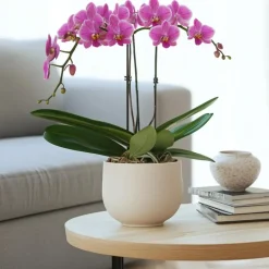 Orchidee paars - Phalaenopsis Multiflora - Hoogte 35-45cm - ⌀12cm