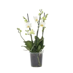 Orchidee wit - Phalaenopsis Multiflora - Hoogte 35-45cm - ⌀12cm