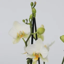 Orchidee wit - Phalaenopsis Multiflora - Hoogte 35-45cm - ⌀12cm