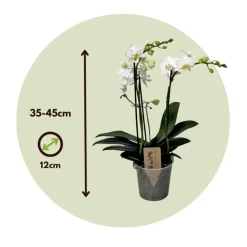 Orchidee wit - Phalaenopsis Multiflora - Hoogte 35-45cm - ⌀12cm